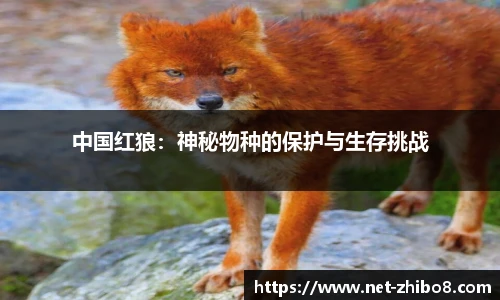 中国红狼：神秘物种的保护与生存挑战